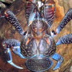 cocotero